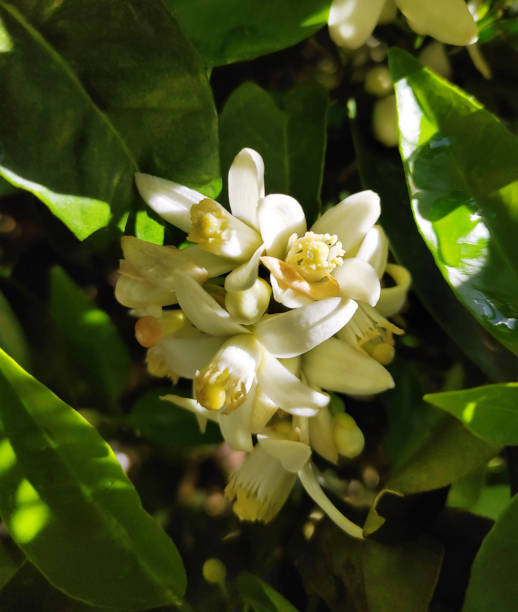 Tree lemon blossom with its foliage and fruit lemons in spring 5