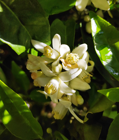 Beautiful white orange tree flowers on branches with green a leaves