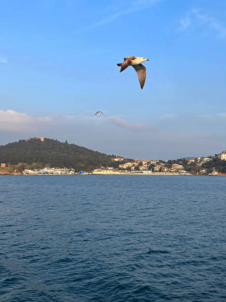 istock Seagull flying near the Princes' Islands at sunset, Turkey 2099237889