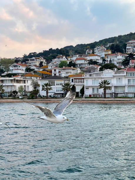 seagull flying near the princes' islands at sunset, turkey - pentagonaster starfish foto e immagini stock