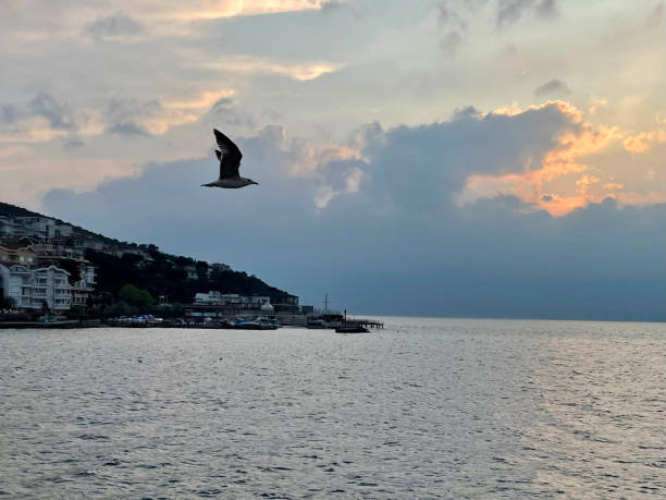 seagull flying near the princes' islands at sunset, turkey - pentagonaster starfish foto e immagini stock