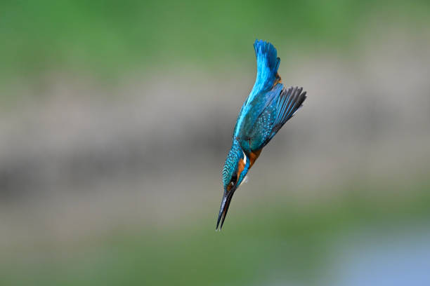 Shivapur, Karnataka, India - November 9, 2013: Closeup of small Kingfisher bird on electrical cable against blue sky.