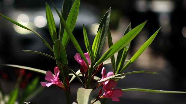 Pink Oleander flower plant against traffic background