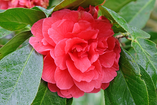 Red pink double Camellia japonica 'Harold L. Paige'  in flower.