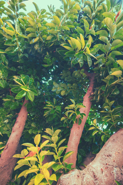 istock Ficus trees. Ficus grove on a sunny day. Vertical banner 2099266106