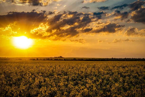 istock Blooming rape field at beautiful sunset or sunrise 2099268230