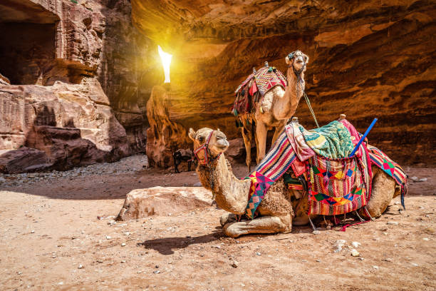 Camel Caravan in the White Desert National Park (Egypt)