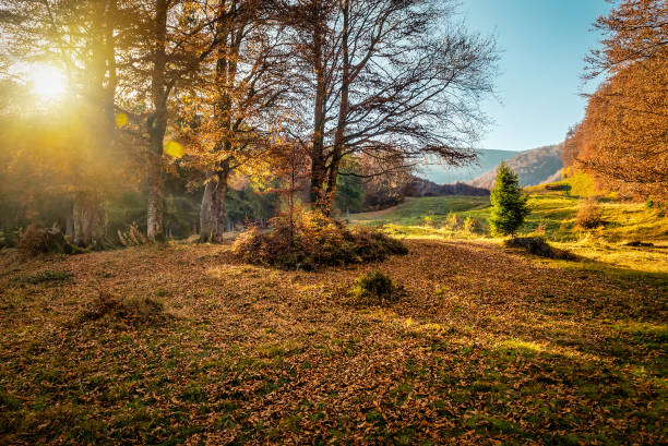 istock Beautiful autumn in Carpathian mountains 2099273750