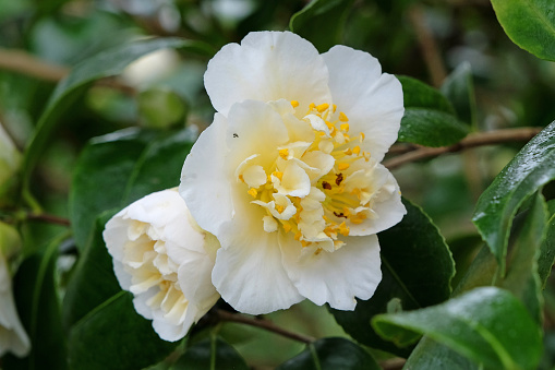 White and cream double Camellia japonica 'Gwenneth Morey' in flower.
