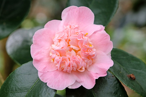 Soft pink double peony Camellia japonica Trinket in flower.