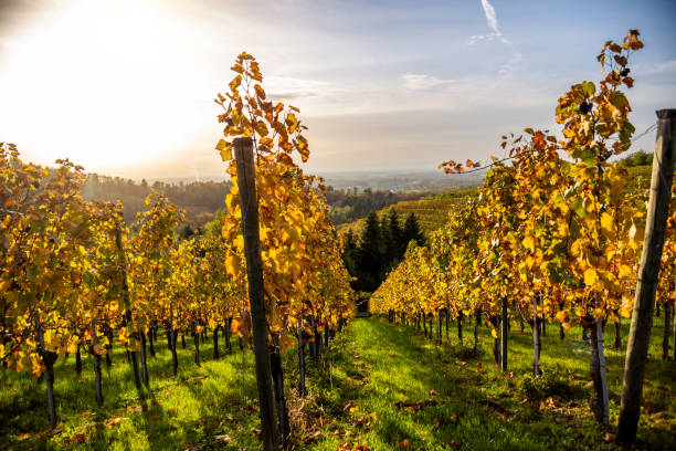 istock Grapevines in autumn at sunset 2099276466
