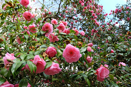 Rose flowers close-up on a flowerbed