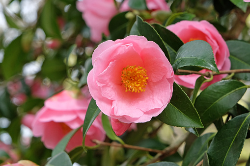 Pink single Camellia x williamsii 'Bowen Bryant' in flower.