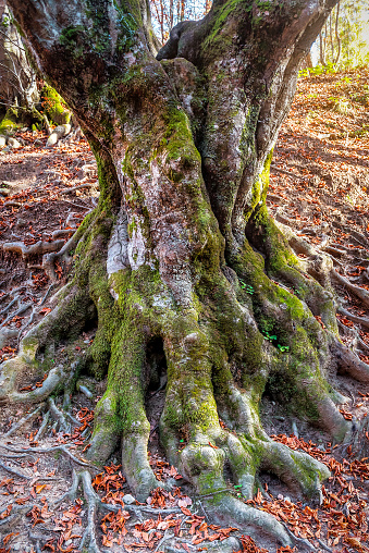 Roots of old tree, covered with moss and underwood in sunny forest. Nature theme