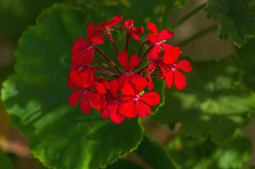 Red geranium flowers with green recognizable leaves. Contrast of red and green.