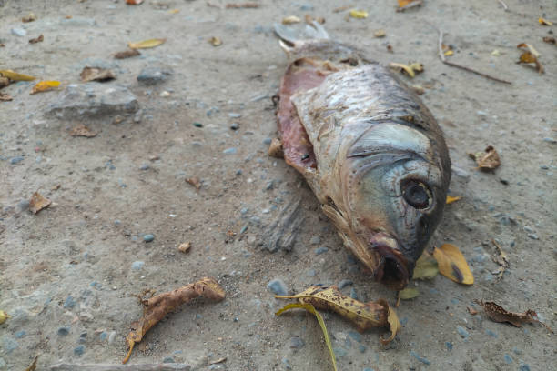Decomposing carp fish, on which flies laid eggs and larvae, maggots began to eat the corpse. Decomposition fell to simple elements.