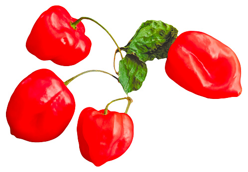 Cluster of four Caribbean red peppers with leaves and stems isolated with a white background