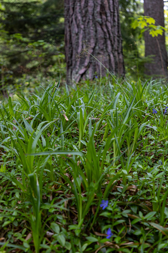 A close-up view of the forest floor, showcasing vibrant green grass and delicate wildflowers emerging among the underbrush. The background softly blurs into a tapestry of tree trunks and foliage