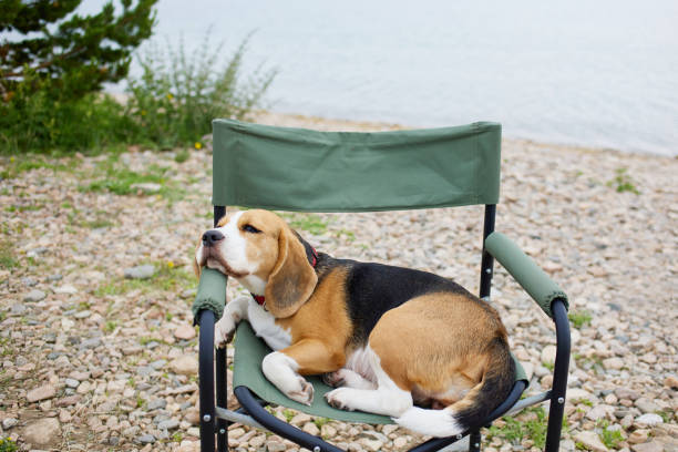 The dog is lying on a folding camping chair on a pebble beach. The concept of rest and travel with a pet.