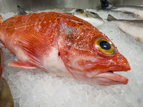 The freshness of a fish moments before being chosen for a healthy meal