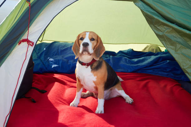 A beagle dog is sitting in a tent. Traveling with a pet.