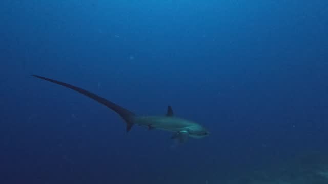 Thresher shark passing very close at the camera in slow motion