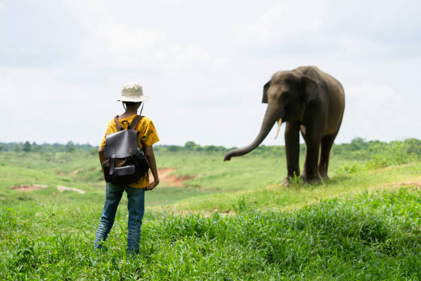 istock young kid watching Sumatra elephant in way kambas National Reserve Sumatra, 2099303366