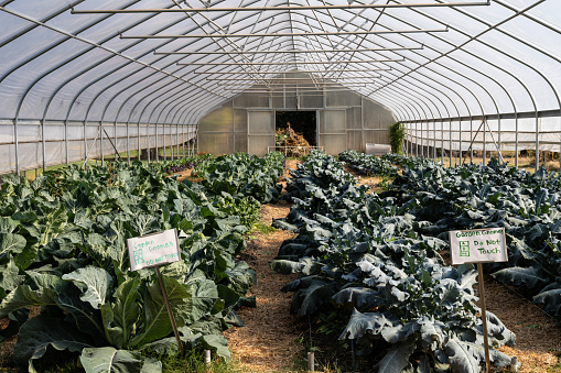 Interior of a greenhouse with rows of growing greens, experimental plant research, horizontal aspect