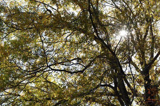 Backlit trees with leaves beginning to turn in early autumn, nature backdrop for creative copy space, horizontal aspect