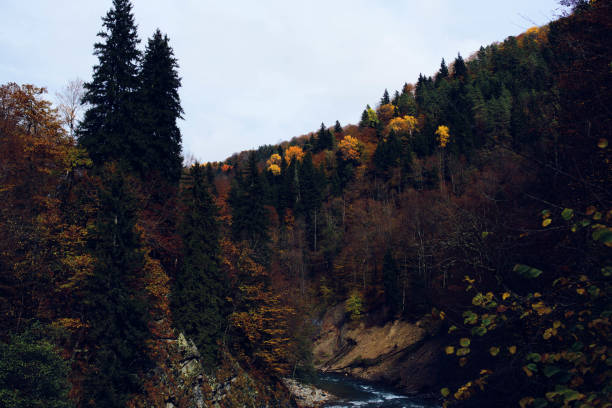 Autumn forest mountains nature river travel landscape. High quality photo