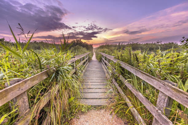 istock Hazy Sunset over walking bridge in the dunes 2099319211