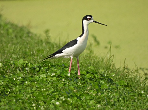 Black-necked Stilt - profile