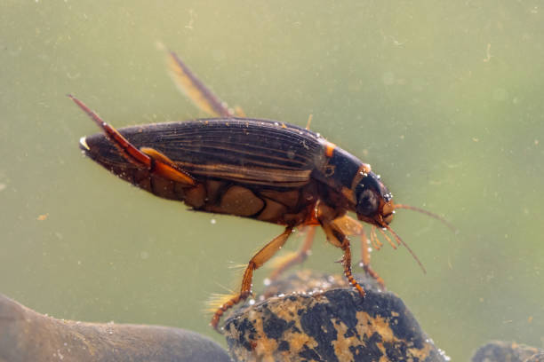 Great diving beetle freshwater insect female