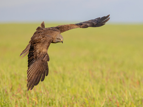 Black Kite (Milvus migrans) is a medium-sized bird of prey of the Old World. It occurs from Europe to Australia and Africa to Japan. Raptor in flight. Wildlife scene of nature with bright background.