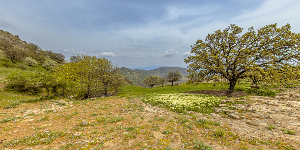 Spring landscape in the mountains of Lesbos Island. Greece. With green trees and fields of flowers. Landscape scene of nature in Europe.
