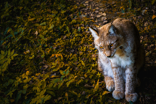 Very concentrated lynx looking at its prey in the forest. Wildlife Conservation Concept. Copy Space.