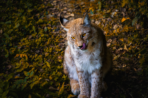 Background of a lynx sticking out its tongue when seeing its prey. wildlife conservation concept.
