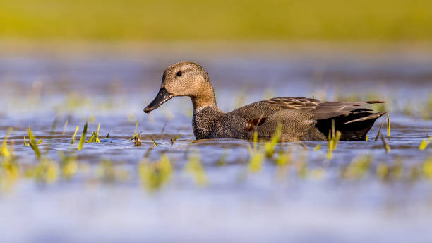 Gadwall duck in natural wetland habitat