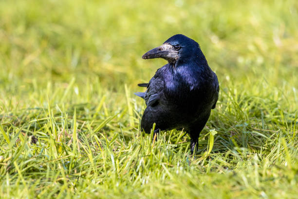 Portrait of Eurasian rook (Corvus frugilegus). Black bird with bare base of bill walking in grass and looking for food. Widlife in nature. Netherlands.