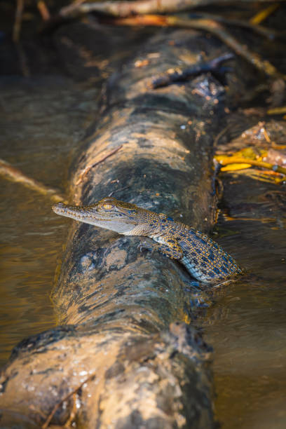 australian saltwater crocodile calf resting on top of a log in the river. wildlife concept. vertical - crocodile alligator australia animal teeth imagens e fotografias de stock