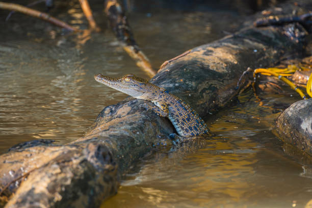 baby australian saltwater crocodile climbing a log in the middle of the river. wildlife concept - crocodile alligator australia animal teeth imagens e fotografias de stock