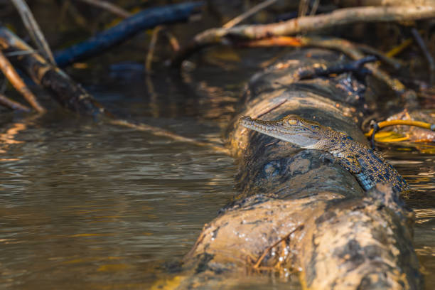 australian saltwater crocodile calf resting on top of a log in the river. wildlife conservation - crocodile alligator australia animal teeth imagens e fotografias de stock