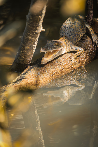 Close-up of a baby Australian saltwater crocodile opening its mouth in the river. Vertical.