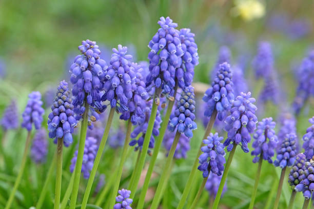 istock Blue Mascara, or grape hyacinth, in flower. 2099334997