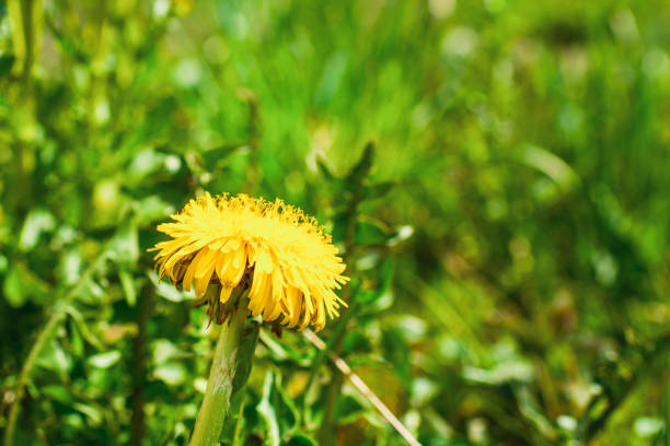 One Dandelion in the grass. Yellow dandelion flower. Green grass. Closeup. Spring Green.Selective focus.Blurred background.
