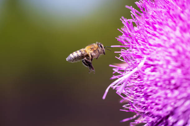 La abeja vuela a un cardo mariano para recoger el polen de las flores. - foto de stock