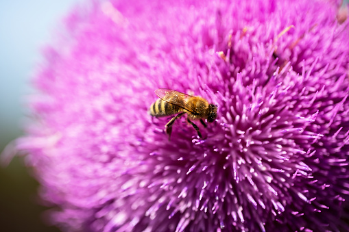 Bee collects nectar from milk thistle flowers, selective focus