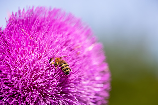 Bee collects nectar from milk thistle flowers, selective focus