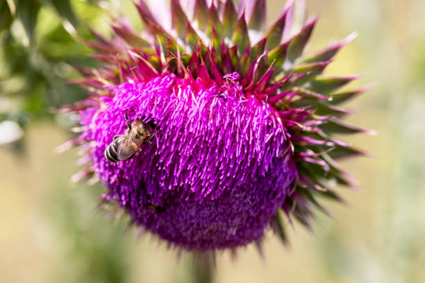La abeja recolecta el néctar de las flores del cardo mariano - foto de stock