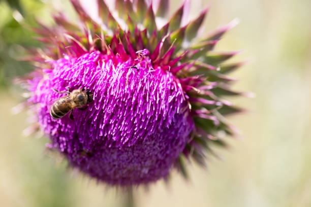 Bee collects nectar from milk thistle flowers, selective focus